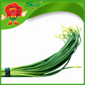 High quality Garlic sprouts green vegetables for health